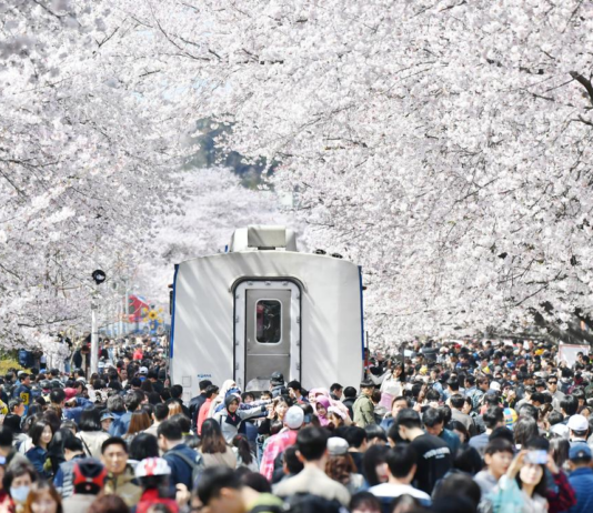 제62회 진해군항제 D-24, 모두가 즐기는 축제를 만들다