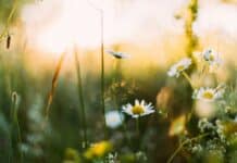 꽃피는 봄, 걷기로 만나는 자연의 아름다움 white flowers in shallow focus photography