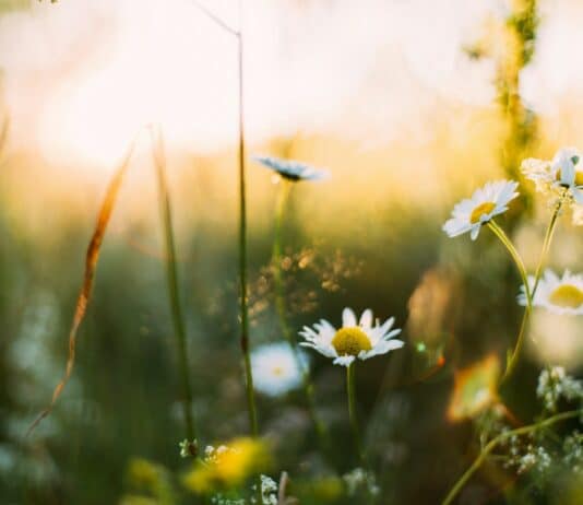 꽃피는 봄, 걷기로 만나는 자연의 아름다움 white flowers in shallow focus photography
