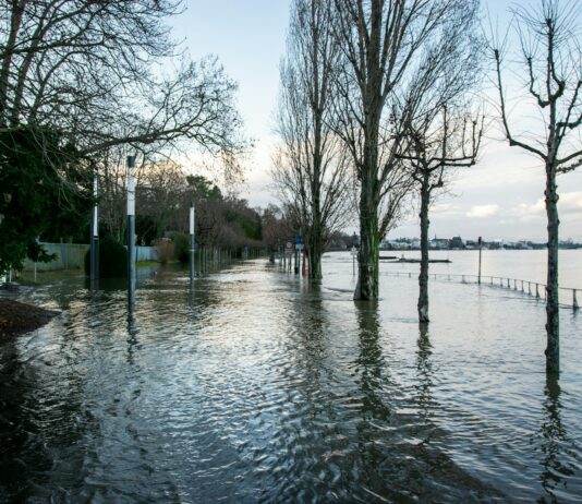 올해부터 AI 활용 홍수예보…예보지점도 223곳으로 대폭 확대 bare trees on snow covered ground during daytime