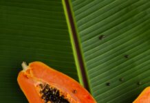 “해외직구식품, 안전성 보장할 수 없어”…반드시 원료·성분 확인을 sliced papaya on green banana leaf