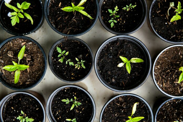 Photo by Markus Spiske green leafed seedlings on black plastic pots