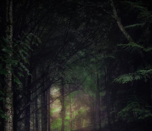 예비 부모 대상 ‘숲 태교 교실’ 운영 tall green tree painting