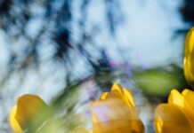 “비 오는 날엔 몸이 더 무겁고 우울한 이유”…기압과 기분의 과학 yellow tulips in bloom during daytime