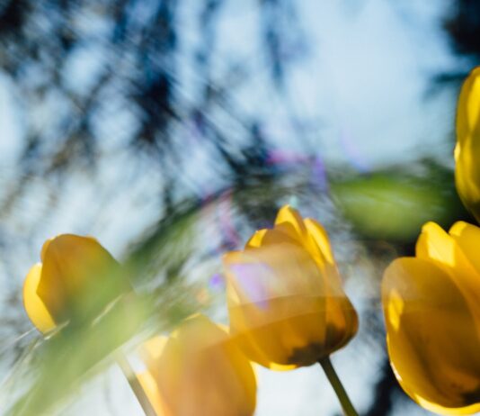 “비 오는 날엔 몸이 더 무겁고 우울한 이유”…기압과 기분의 과학 yellow tulips in bloom during daytime