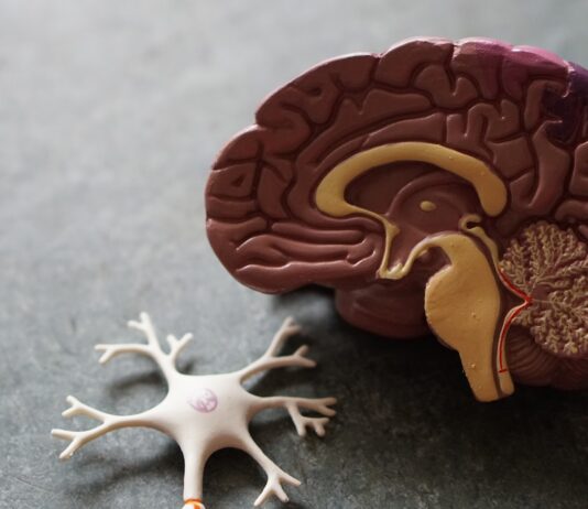 건강한 뇌를 위한 생활습관, 지금 시작해야 할 뇌건강 관리법 human brain toy
