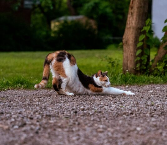 “여성 건강관리, 일상에서 실천하는 새로운 트렌드와 루틴” a cat lying on the ground