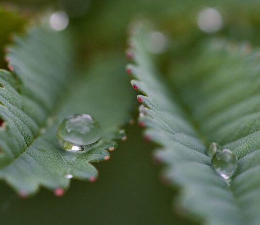 만성피로, 바쁜 한국인의 새로운 적…일상에서 활력을 찾는 생활 루틴 주목 water droplets on a leaf